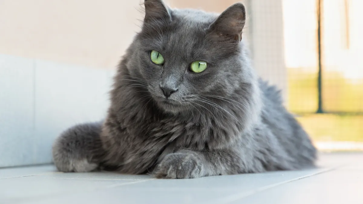 Nebelung : tout savoir sur cette race de chat