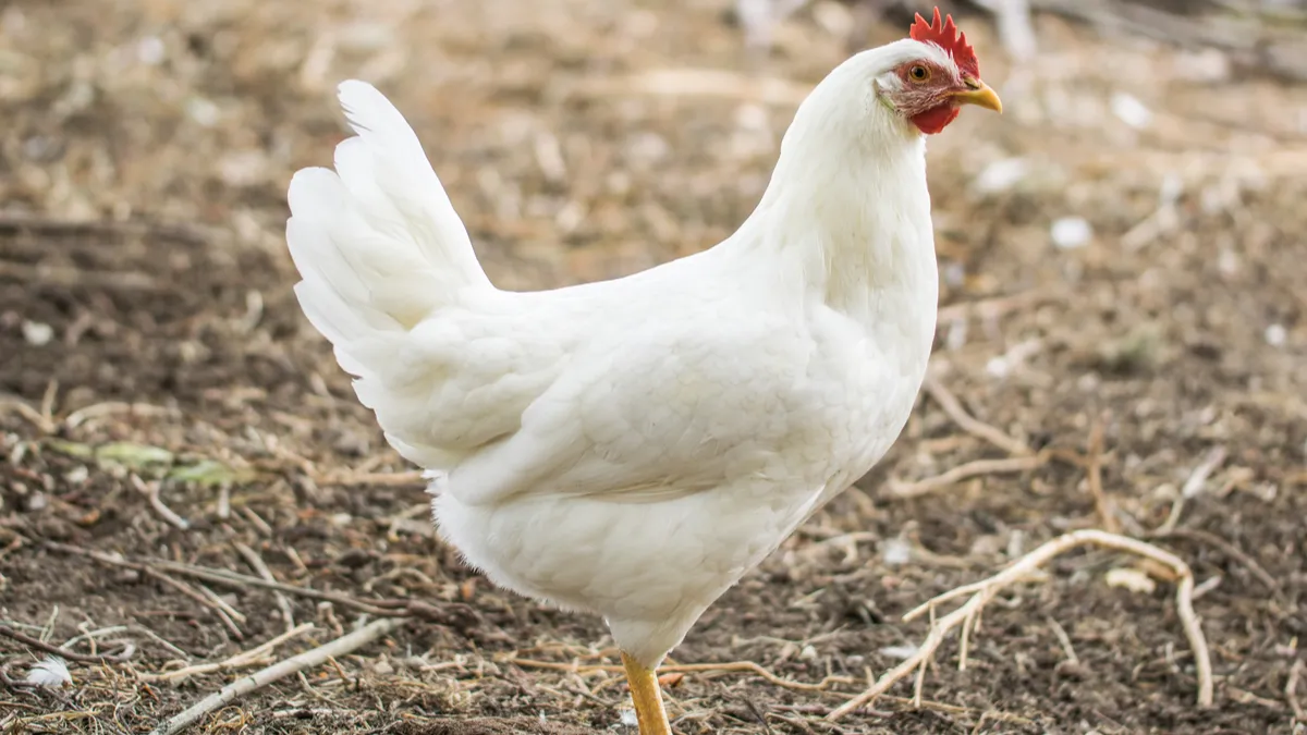 Leghorn : tout savoir sur cette race de poule