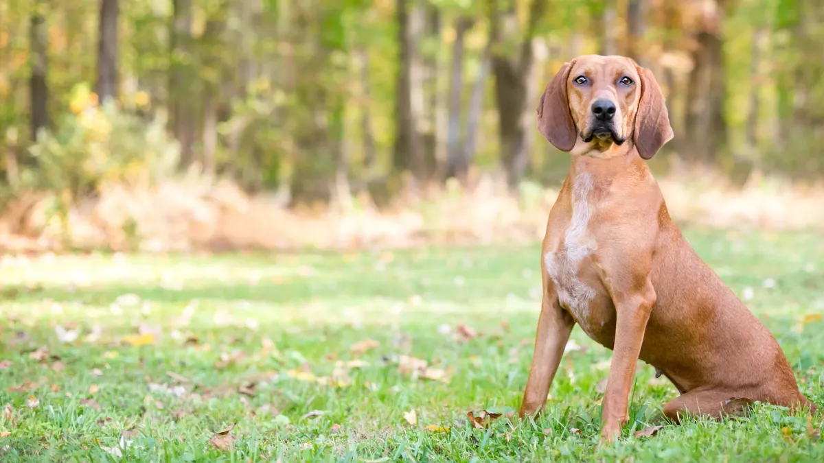 Redbone : tout savoir sur le redbone Coonhound