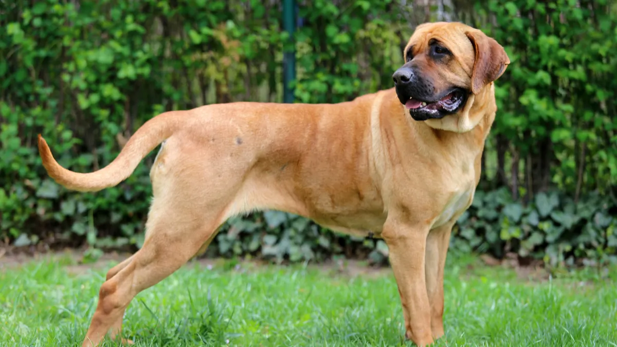 Bandog : tout savoir sur cette race de chien