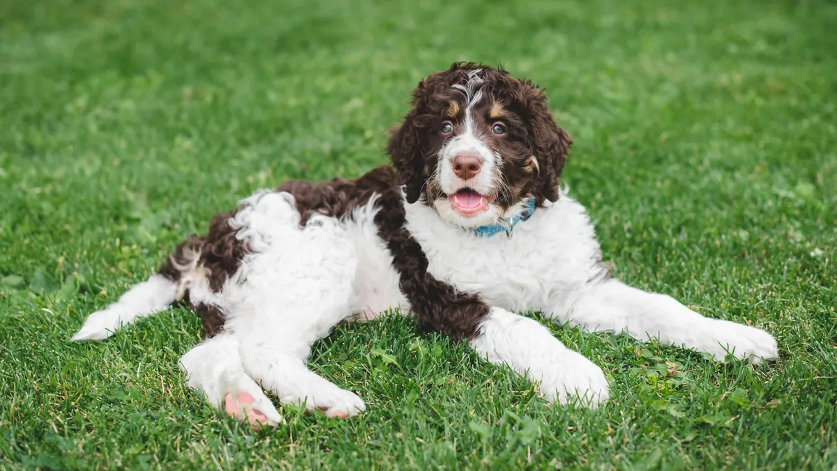 Bernedoodle : tout savoir sur cette race de chien