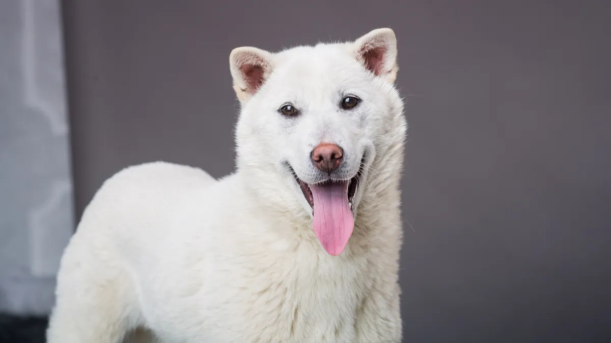 Kishu : tout savoir sur cette race de chien