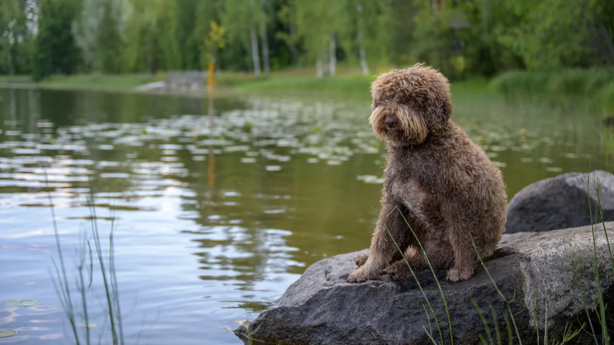 Lagotto : tout savoir sur le chien d'eau Romagnol