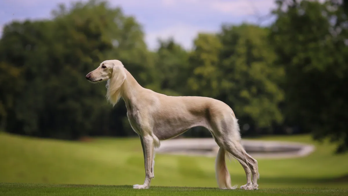 Saluki : tout savoir sur cette race de lévrier persan