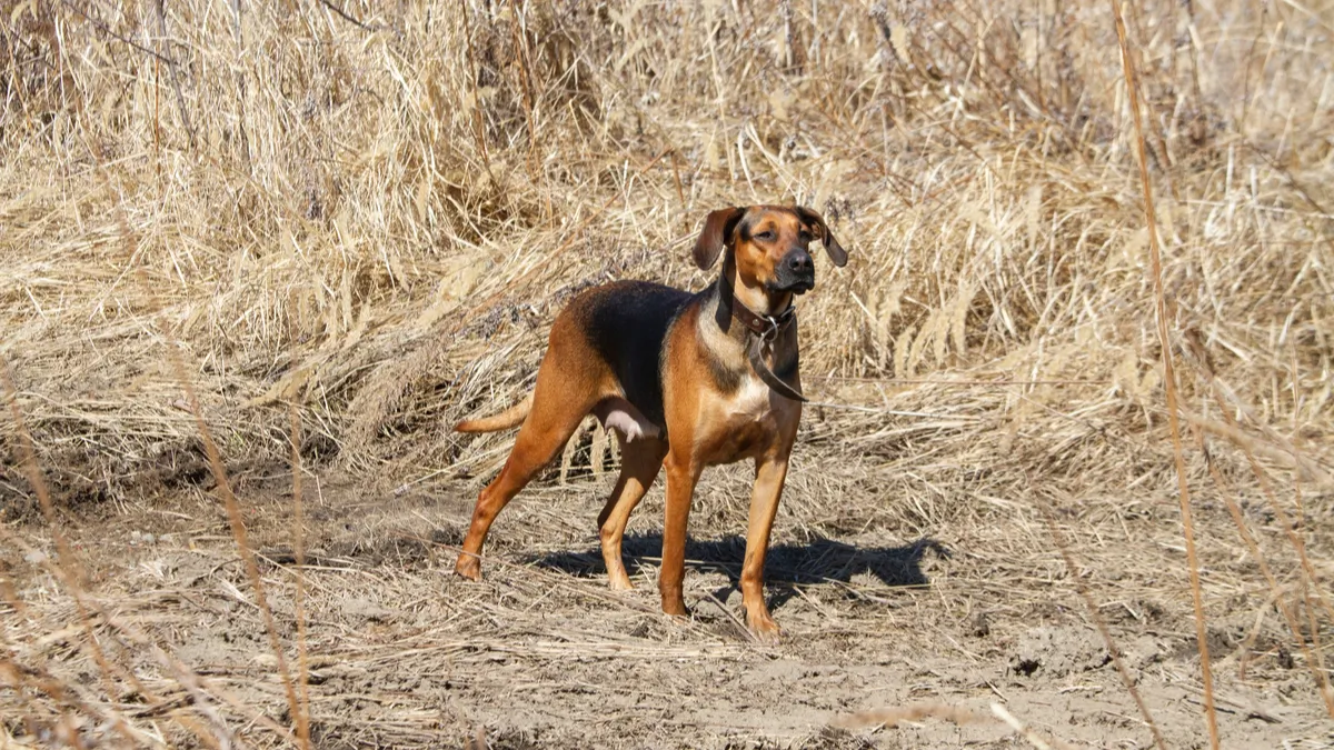 Schiller : tout savoir sur le chien courant de Schiller