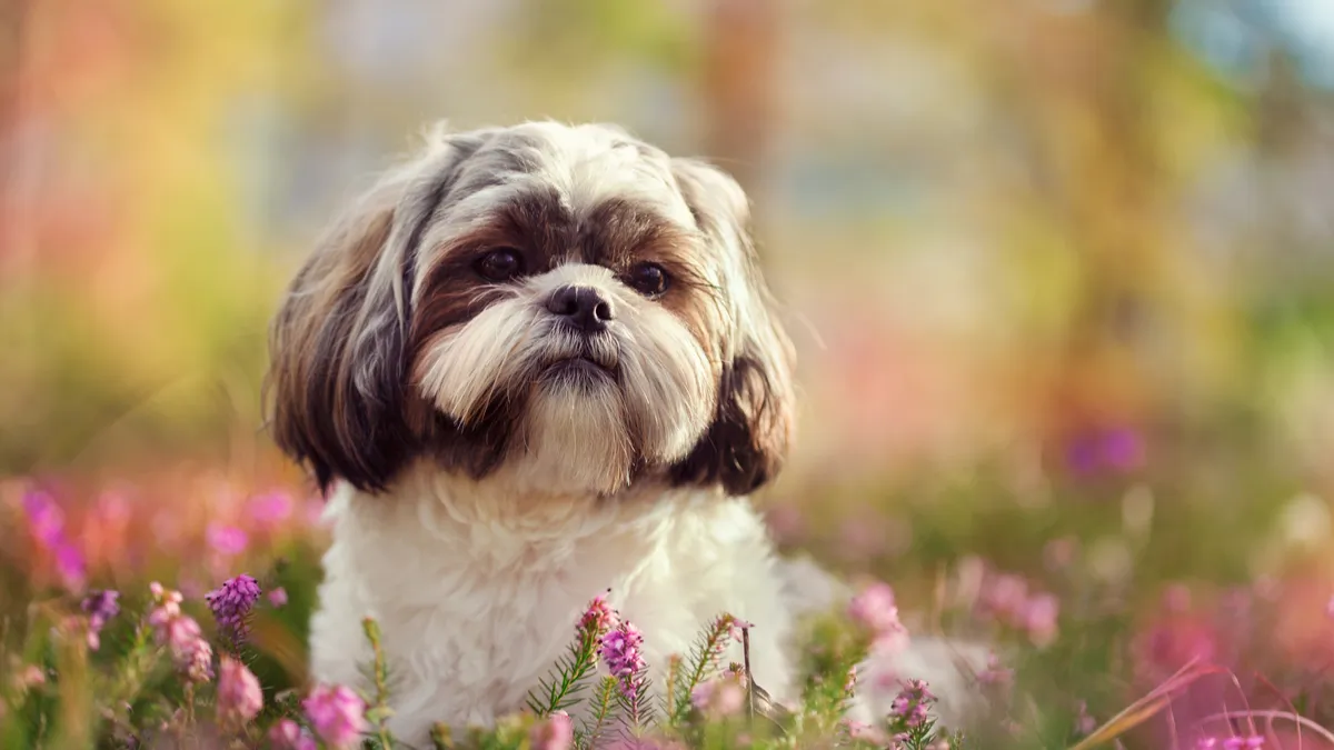 Shih Tzu : quel est le caractère de ce chien ?