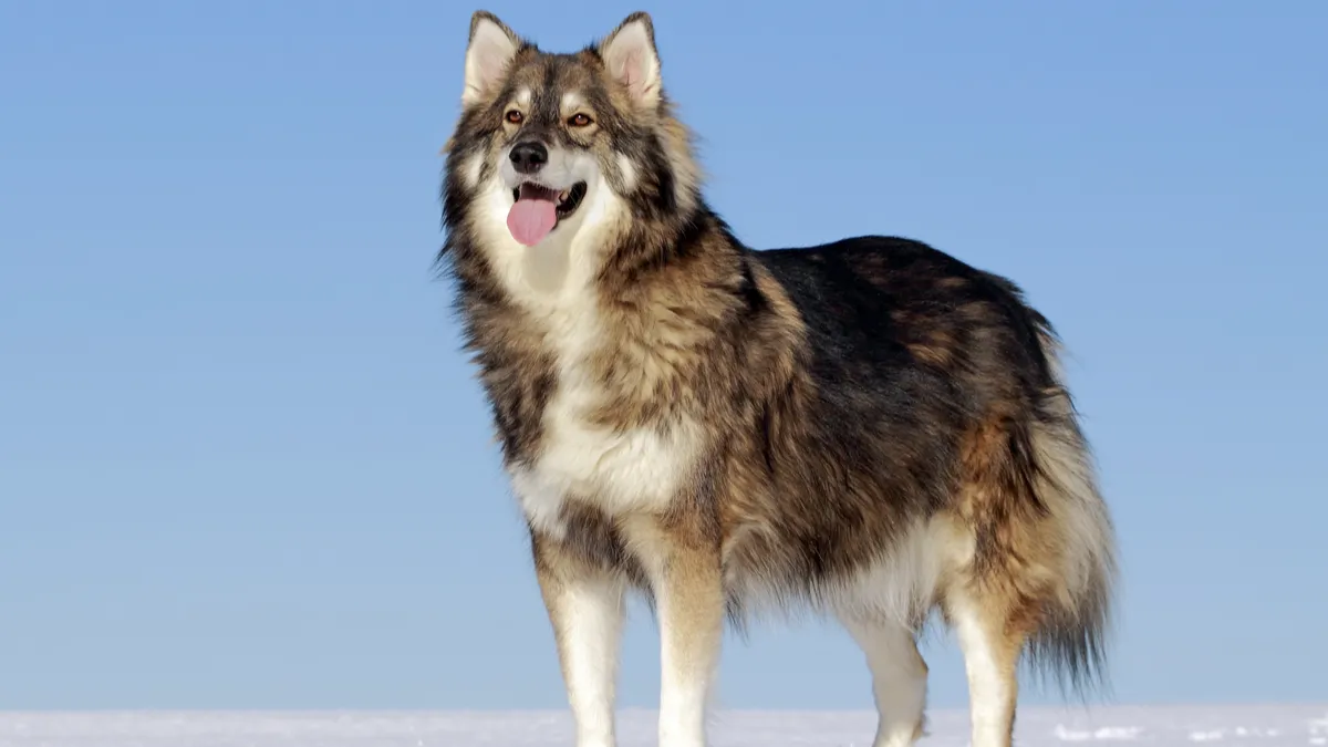 Utonagan : tout savoir sur cette race de chien proche du loup