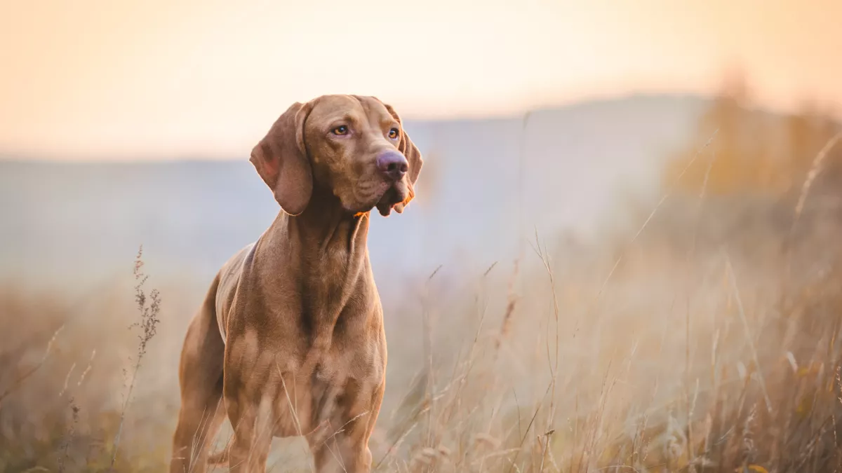 Vizsla : tout savoir sur le braque Hongrois à poils courts