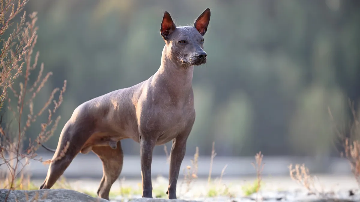 Xoloitzcuintle : tout savoir sur le chien nu Mexicain