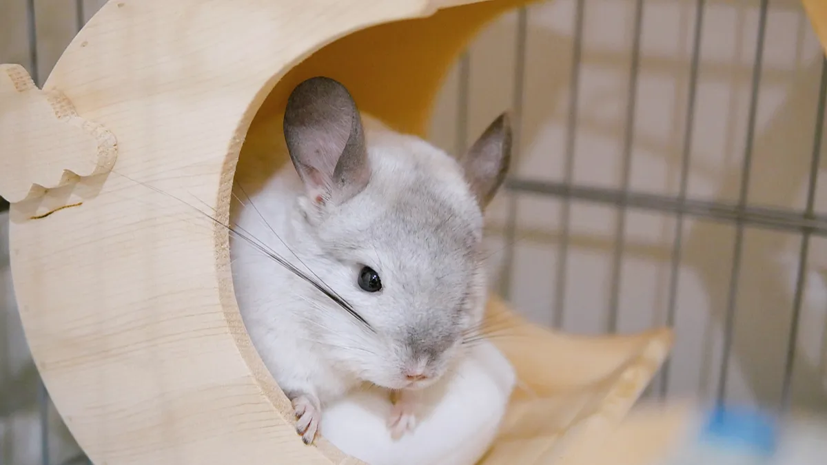 Chinchilla : tout savoir sur ce petit rongeur