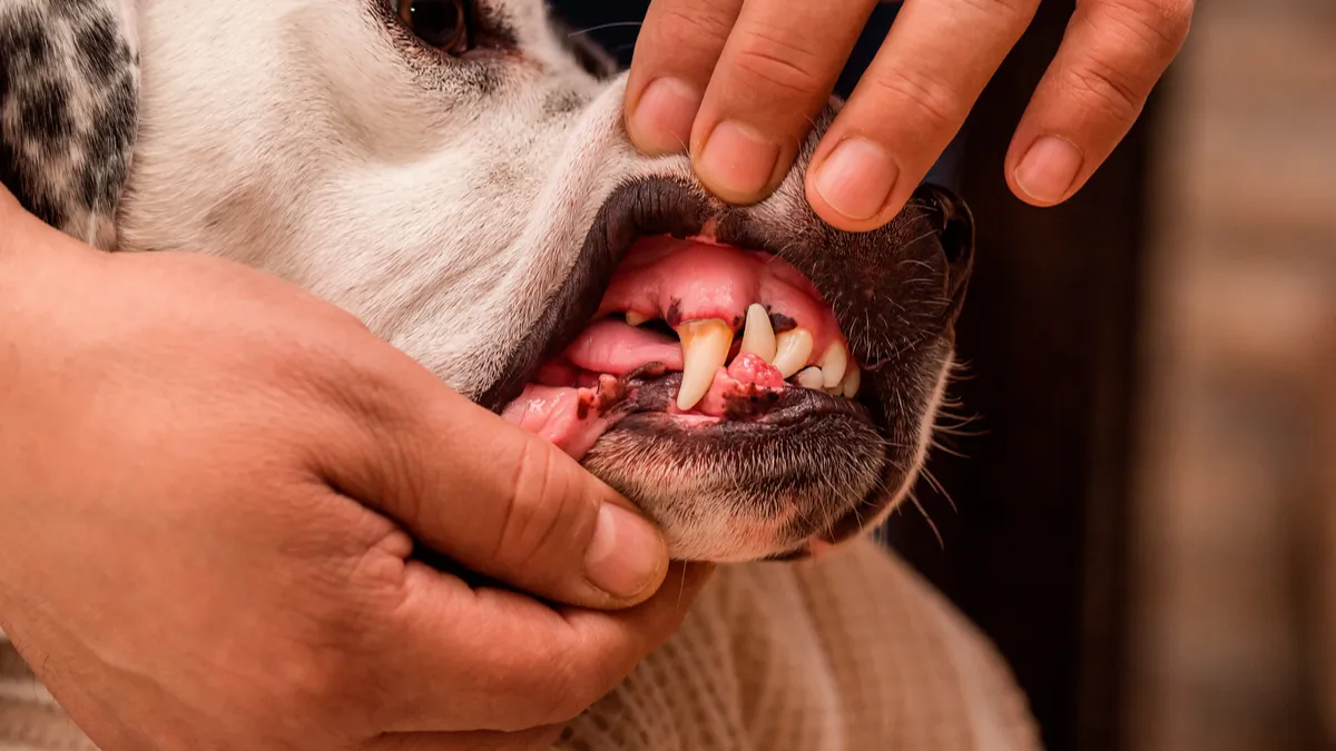 Epulis : quelles sont ces tumeurs buccales chez le chien ?