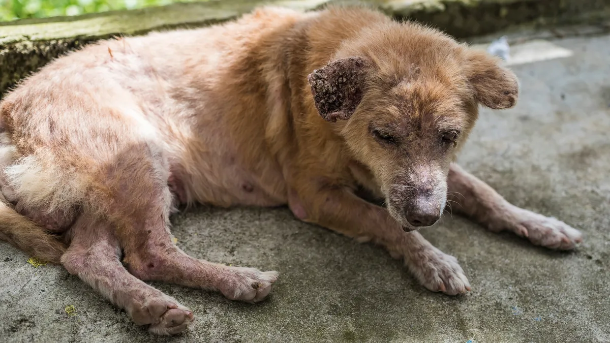 Pemphigus : une maladie cutanée chez le chien et le chat