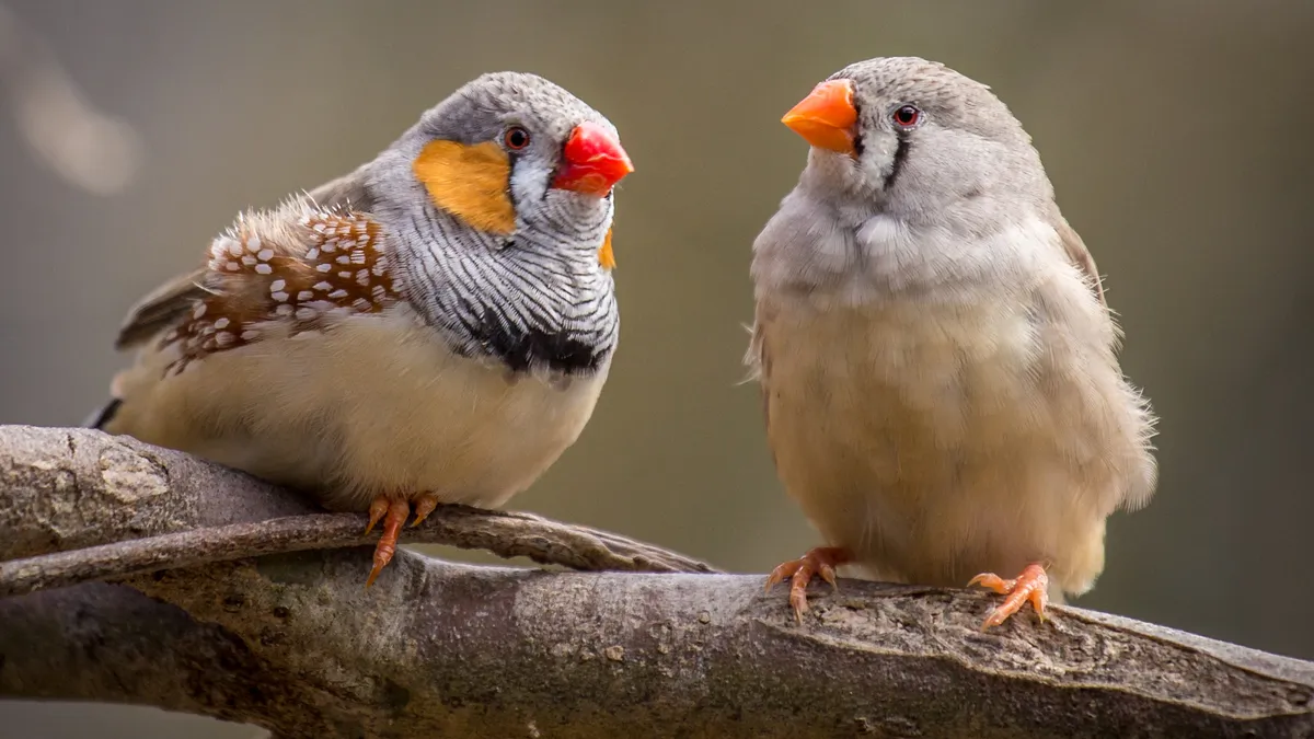 Mandarin : tout savoir sur cet oiseau de compagnie