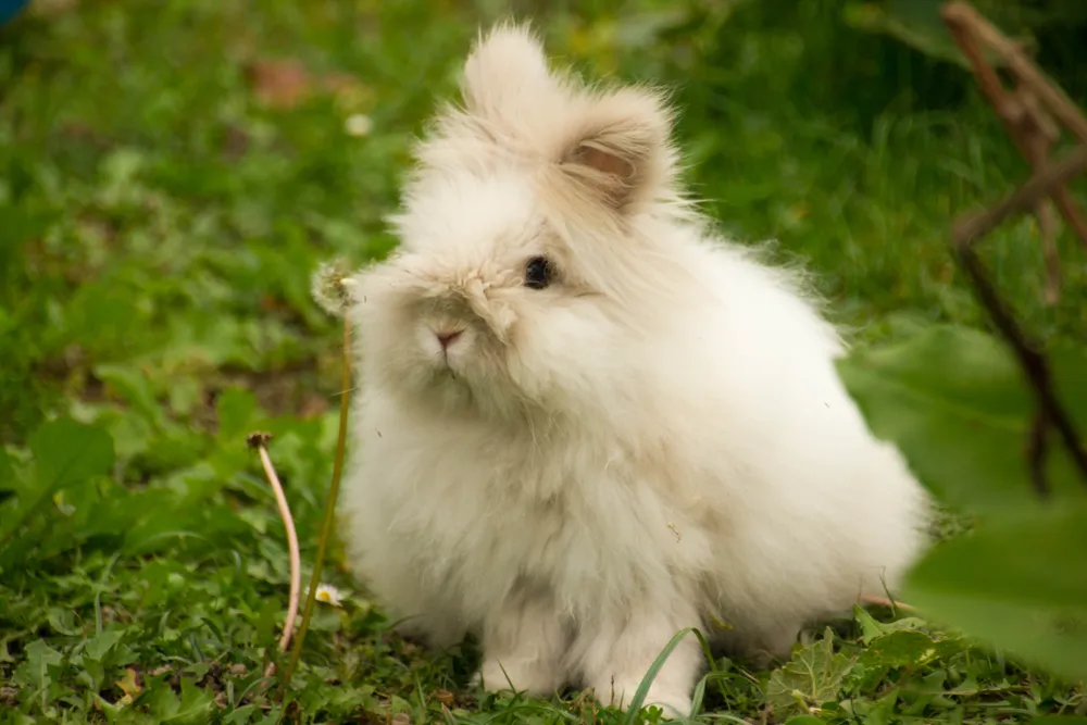 Lapin angora : prix, durée de vie, soin au quotidien