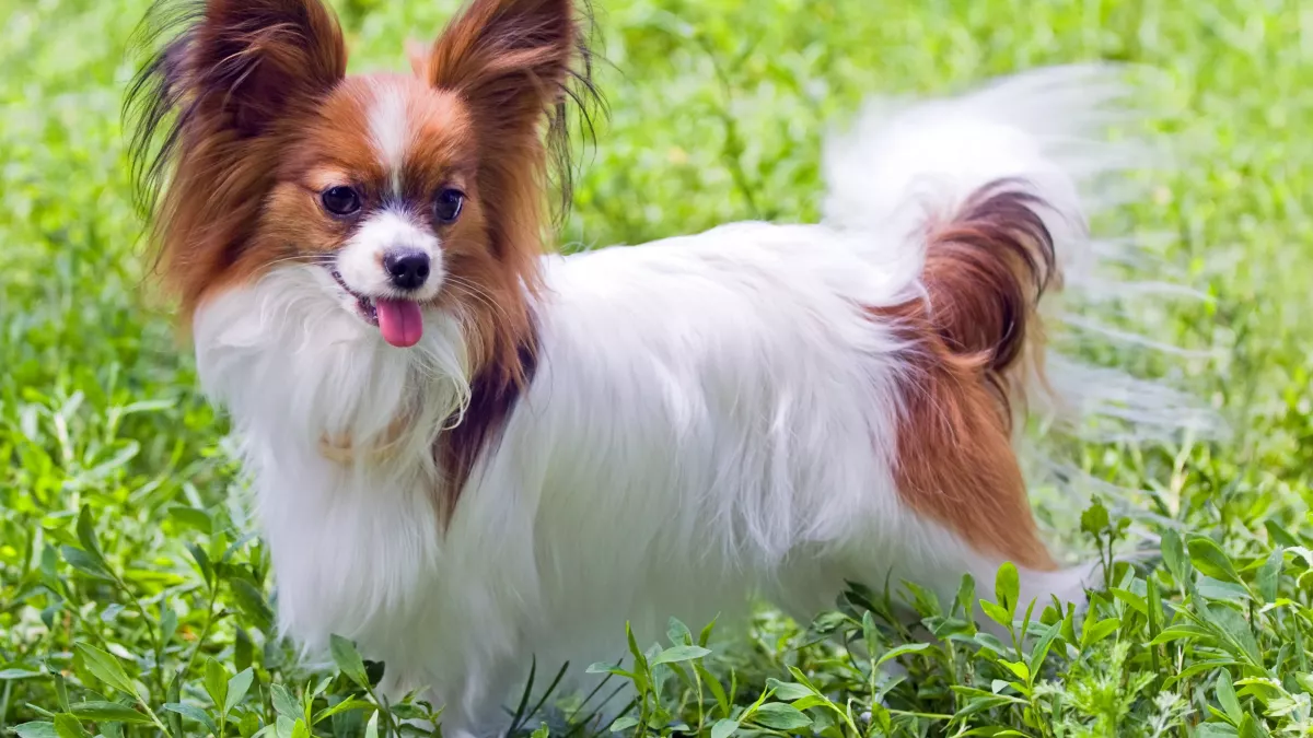 Epagneul papillon : tout savoir sur ce chien nain