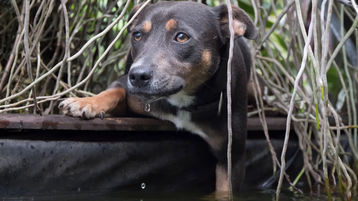 Royal bourbon : caractère, éducation, prix de cette race de chien