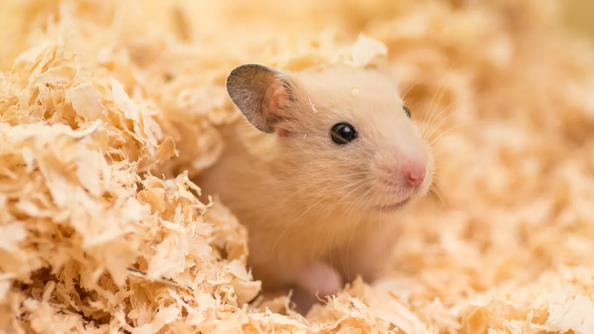 Hamster doré ou Syrien : tout savoir sur ce petit rongeur 