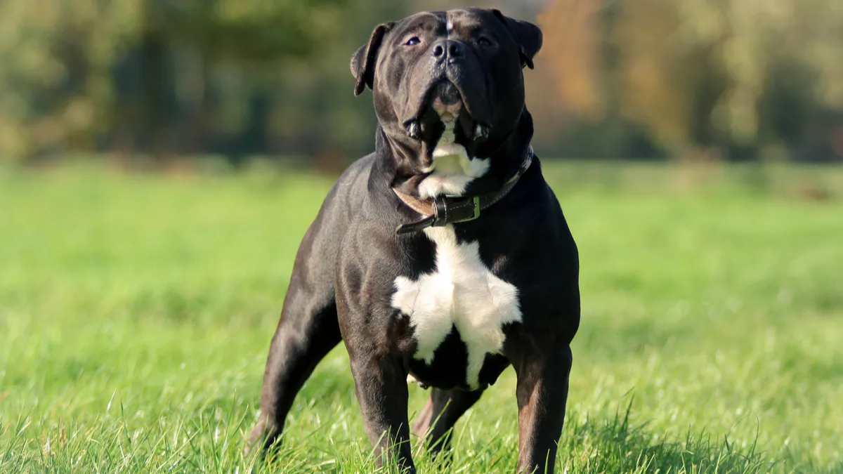 American Bully : tout savoir sur cette race de chien