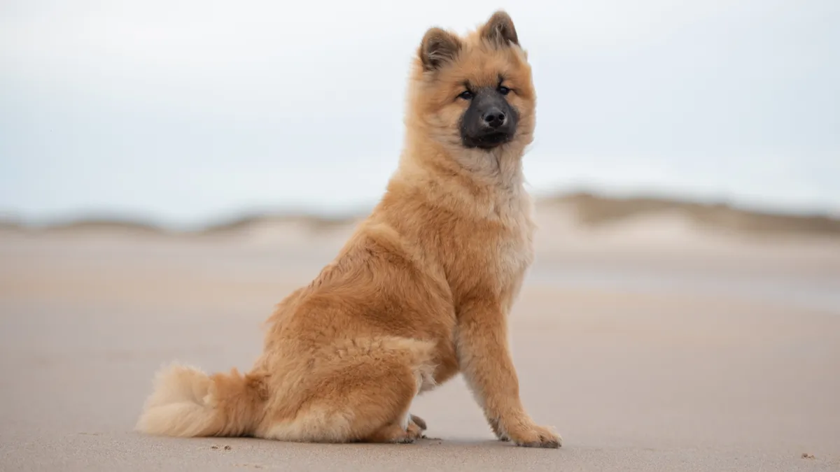 Eurasier : caractère, éducation, prix de cette race de chien