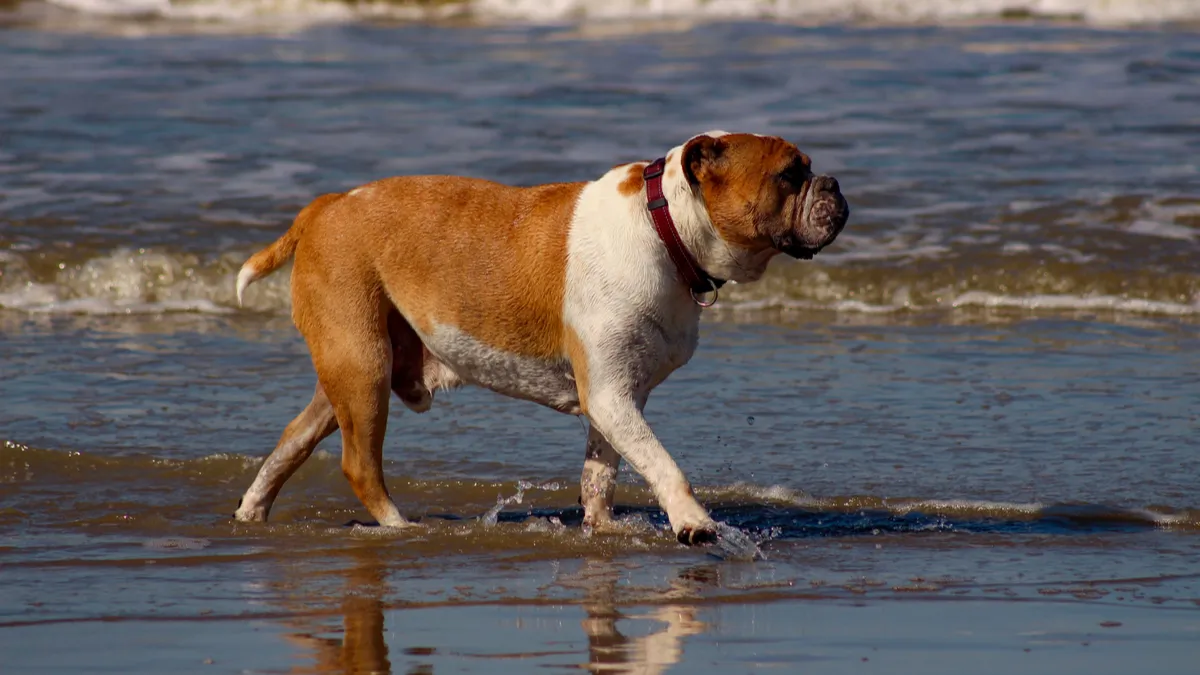 Old English Bulldog : tout ce qu'il faut savoir sur cette race de chien