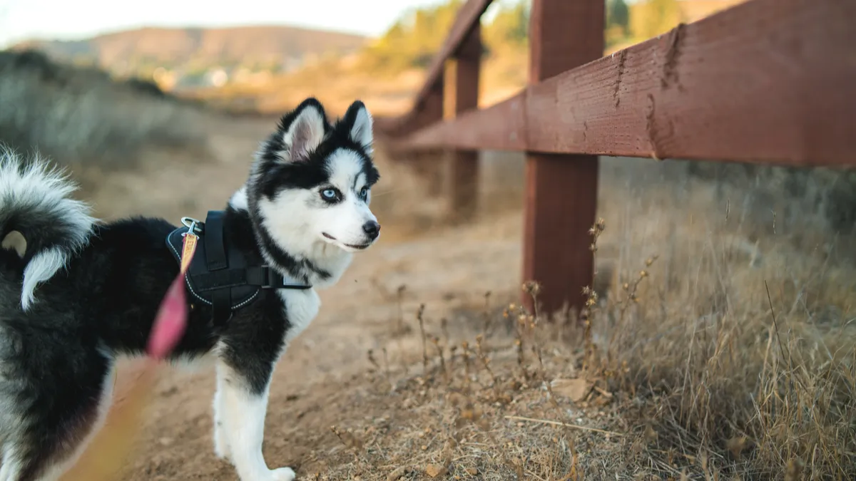 Chien Pomsky : un chien qui reste petit ?