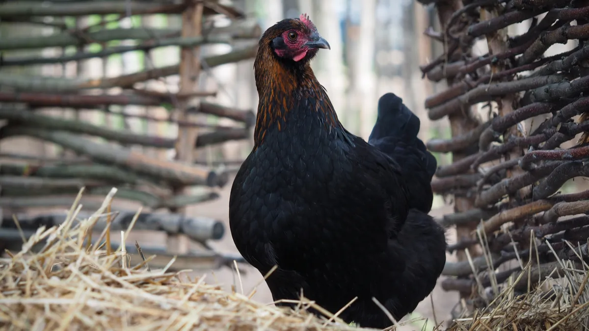 Poule de Marans : œuf, ponte, origine