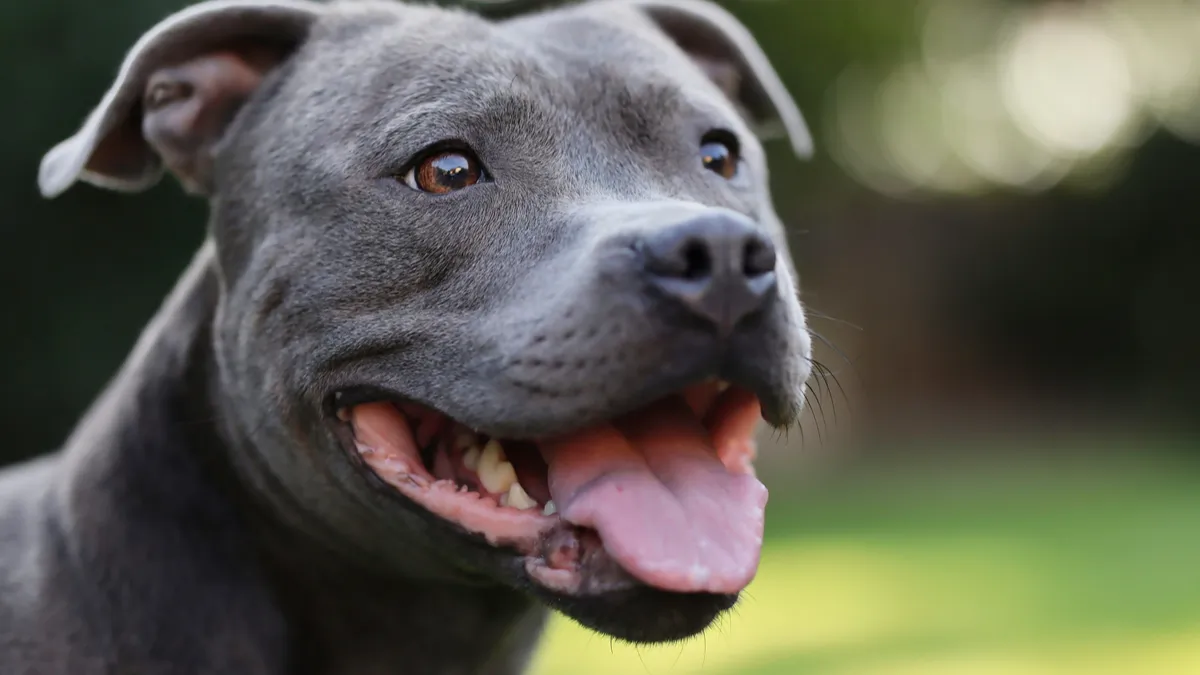 Staffy bleu : tout savoir sur la race Staffordshire bull terrier 