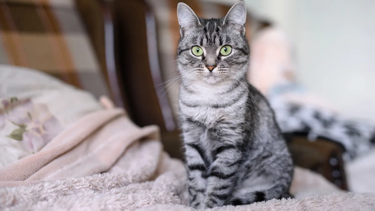 American Shorthair : tout savoir sur cette race de chat