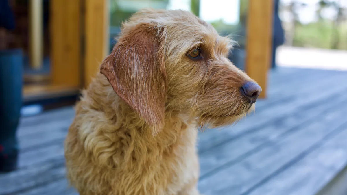 Basset fauve de Bretagne : tout savoir sur cette race de chien