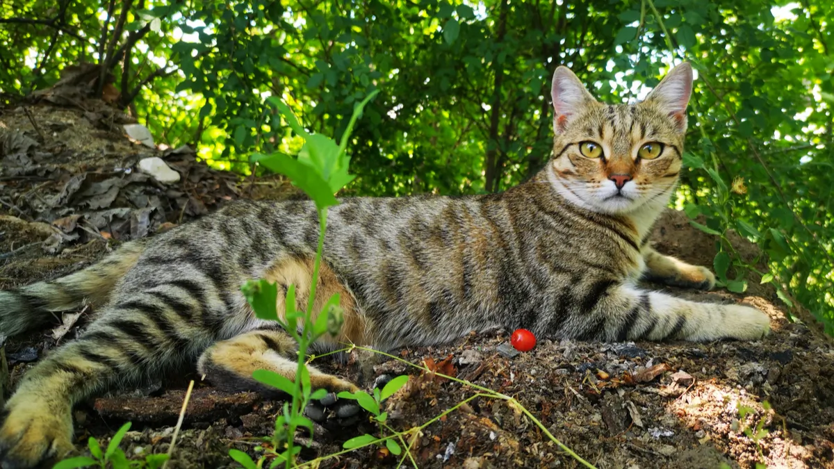 Chat égyptien : tout savoir sur le Mau égyptien