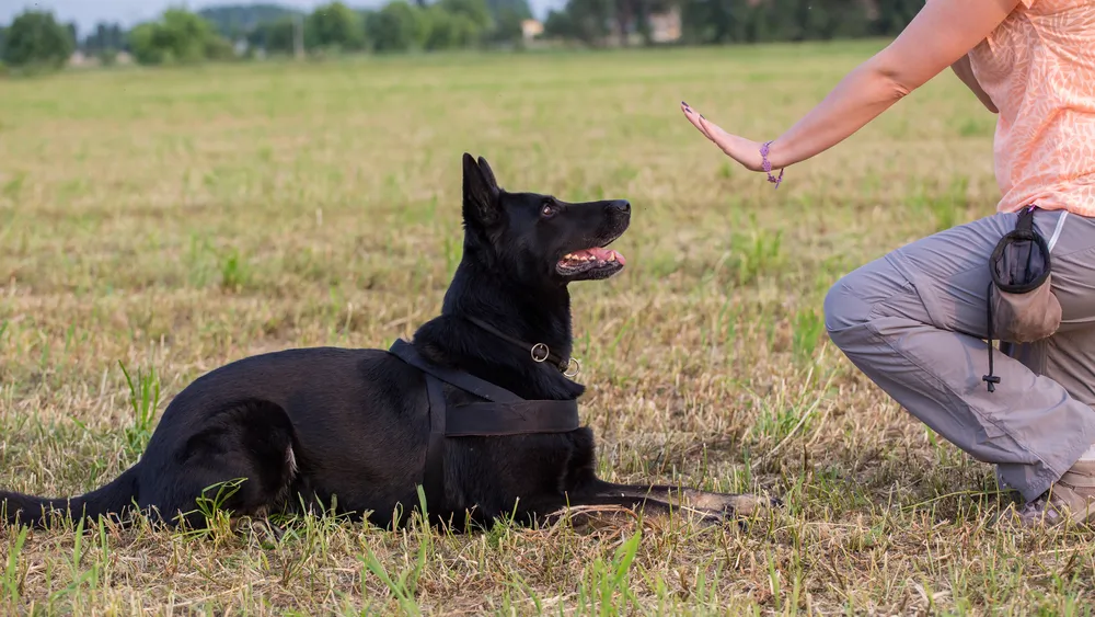 Dressage chien : les techniques pour bien dresser son chien