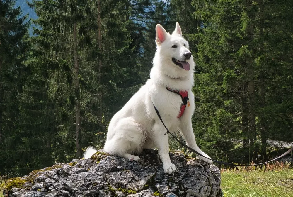 Harnais pour chien : savoir le choisir et bien l'utiliser