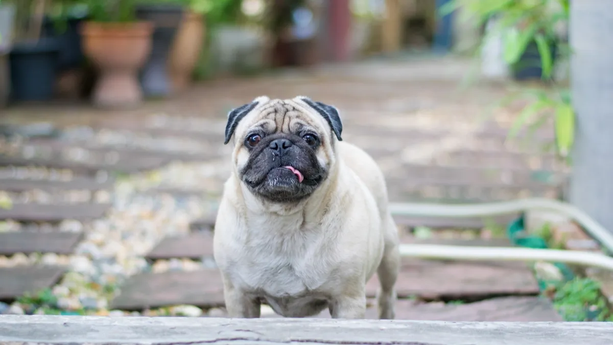 10 plantes courantes à éviter absolument avec votre chien