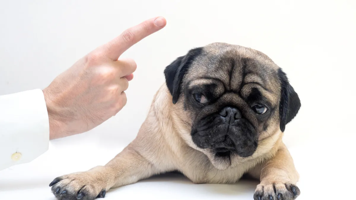 4 trucs pour que votre chien arrête de manger tout ce qui traîne