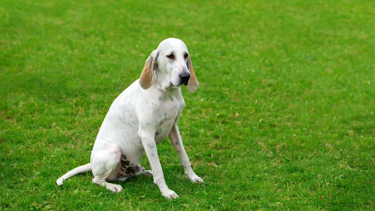 Billy : santé, alimentation et éducation de cette race de chien