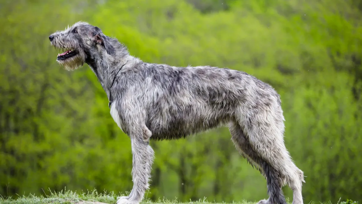 Irish wolfhound : tout savoir sur le lévrier irlandais