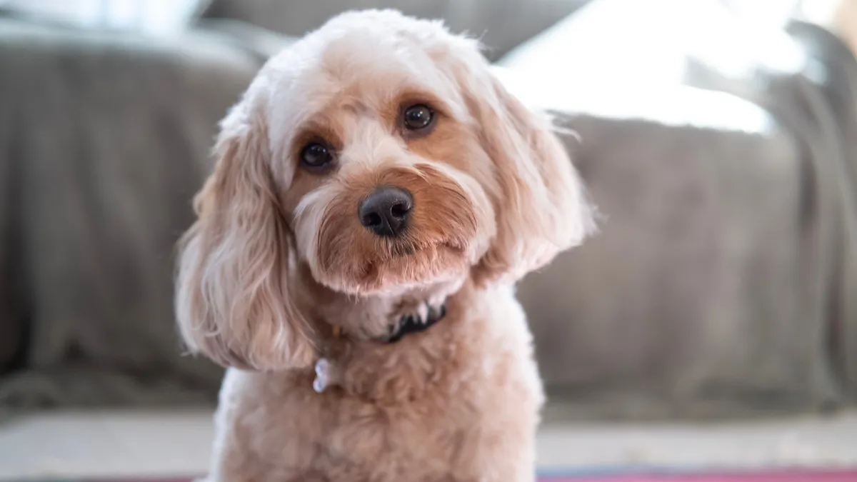 Cavapoo : tout savoir sur cette race de chien