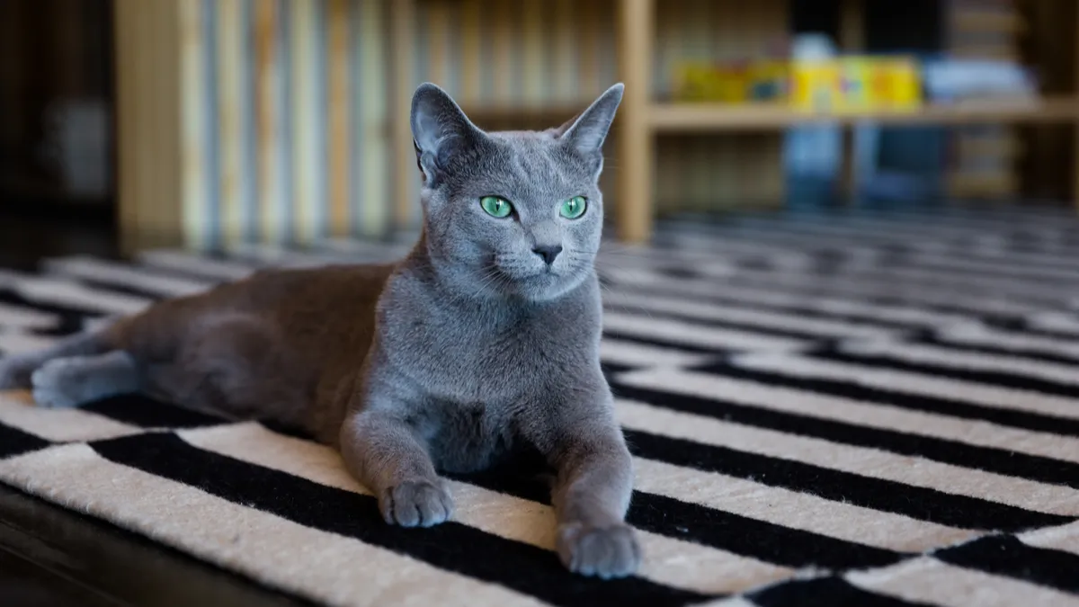 Chat bleu russe : caractère, alimentation, santé de cette race 