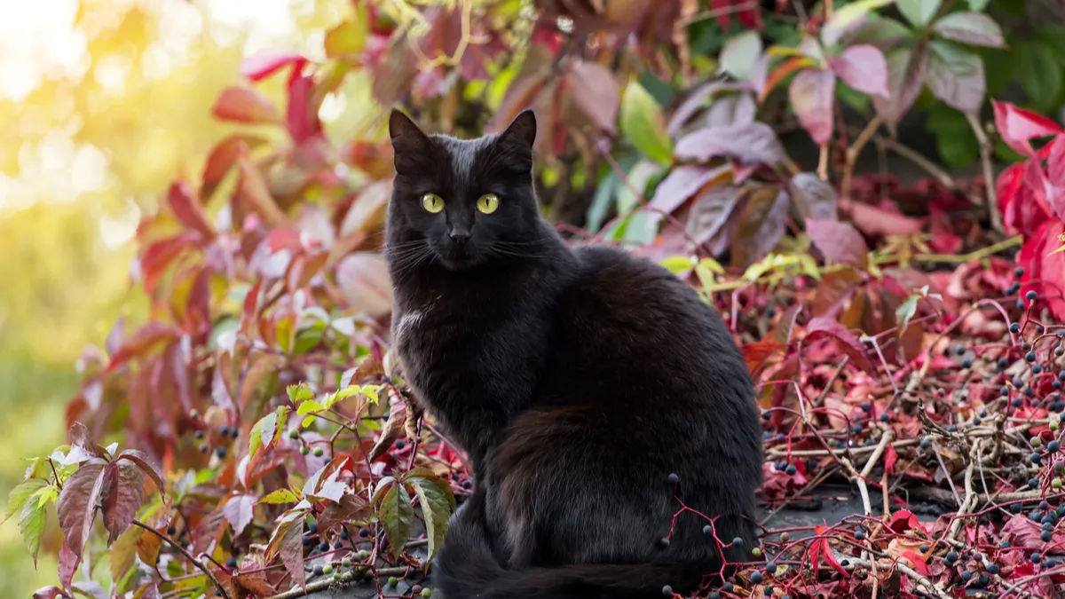 Chat Bombay : caractère, éducation, santé