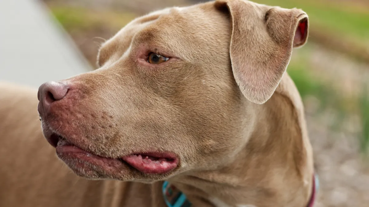 Red nose : tout savoir sur ce pitbull