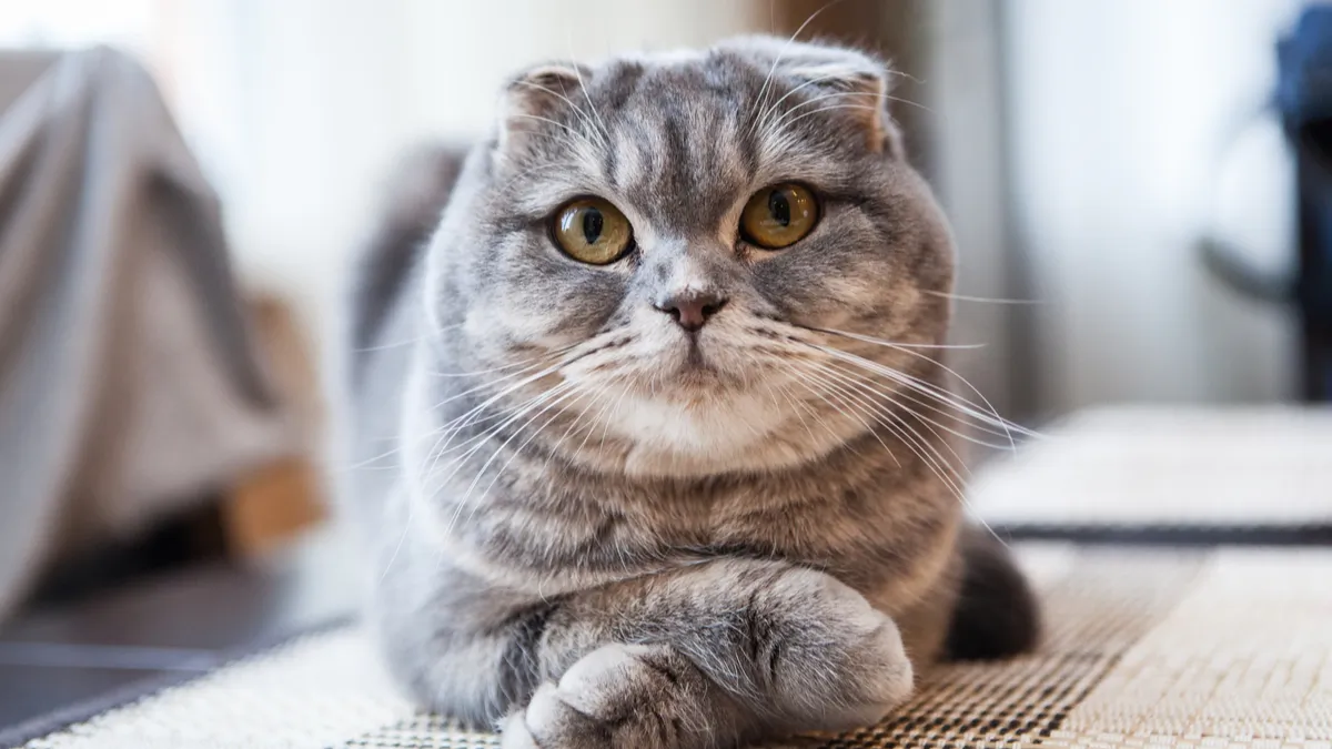 Scottish fold : tout savoir sur cette race de chat