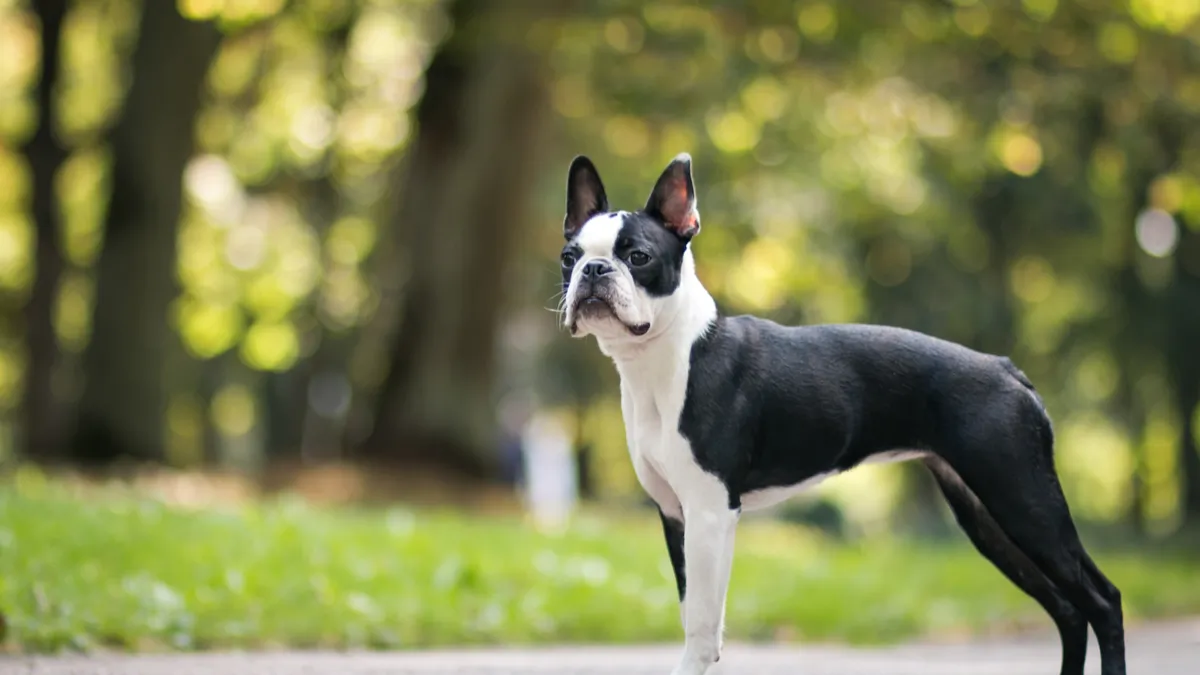 Terrier de Boston : tout savoir sur cette race de chien