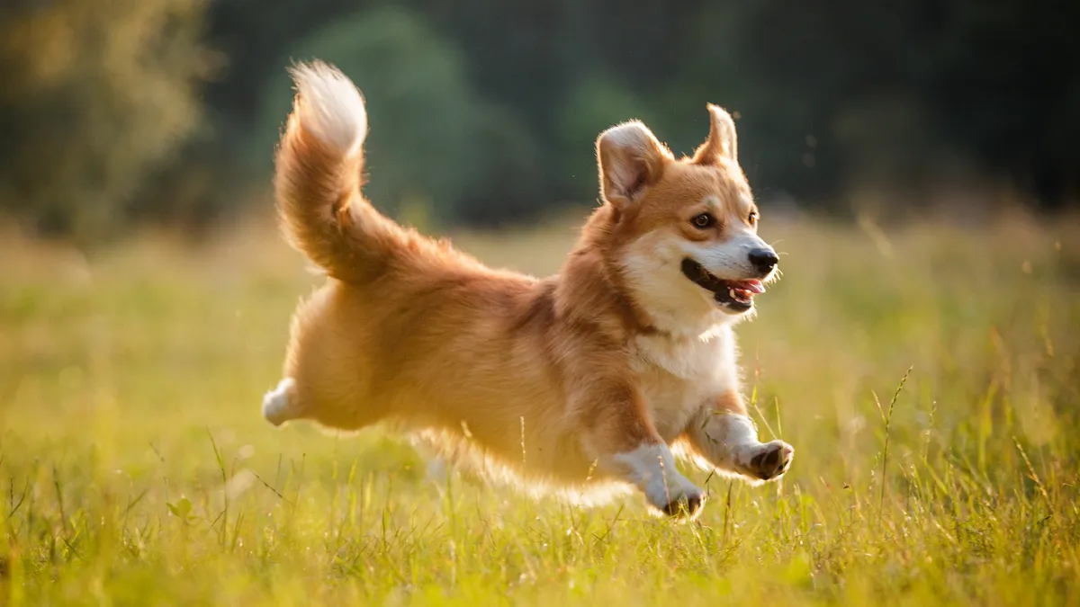 Welsh Corgi Pembroke : tout savoir sur cette race de chien