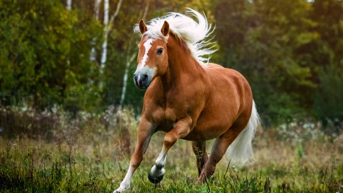 Haflinger : quelle est cette race de petit cheval de selle ?