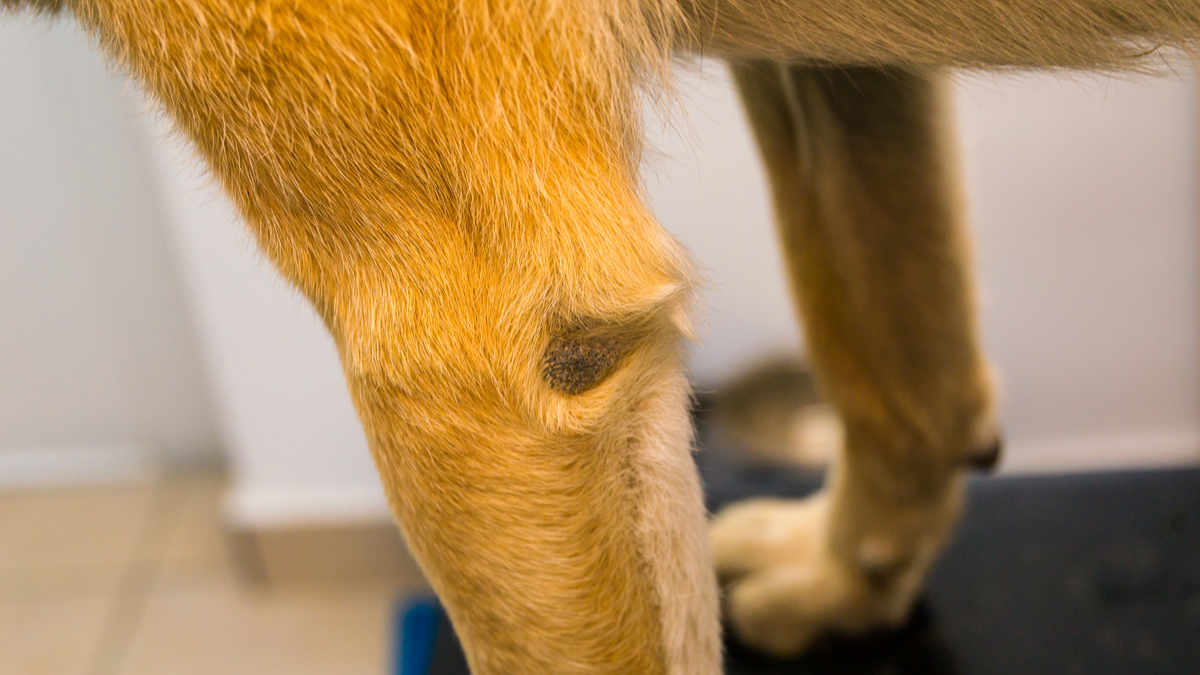 Hygroma du coude chez le chien que faire — free download