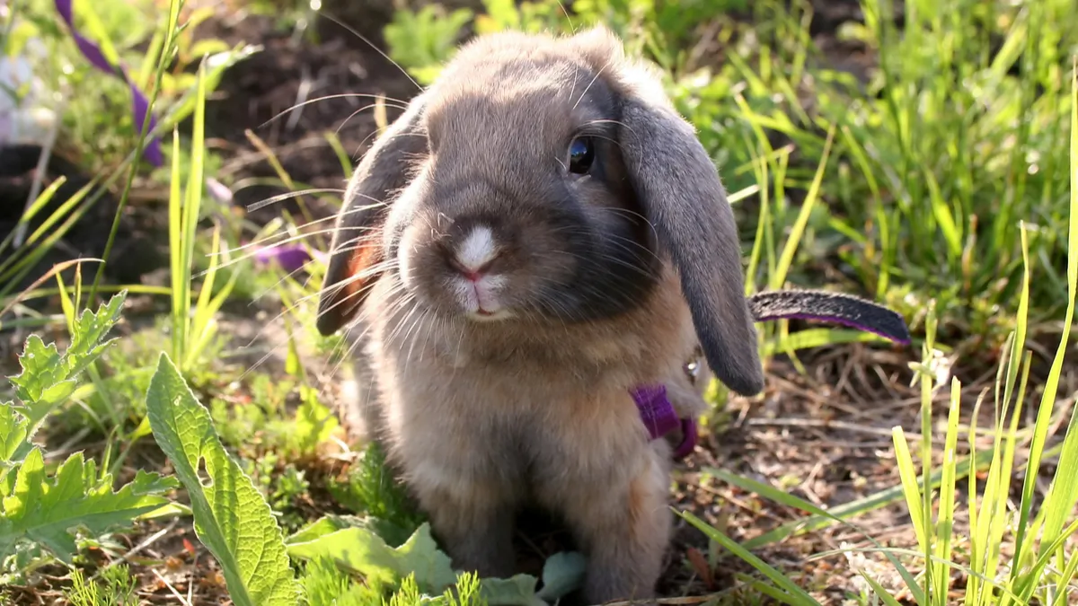 Lapin bélier nain : caractère, éducation, santé