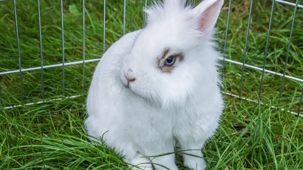 Lapin tête de lion : comment prendre soin de lui au quotidien ?