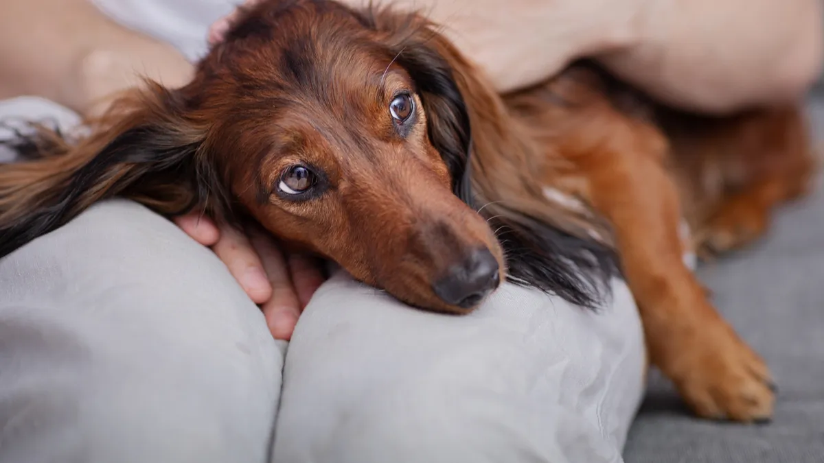 Maladie d'addison chez le chien : qu'est-ce que c'est ?