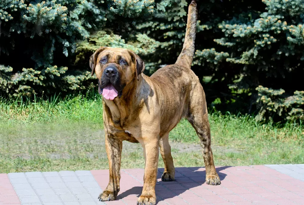 Dogue des canaries : tout savoir sur le Dogo Canario