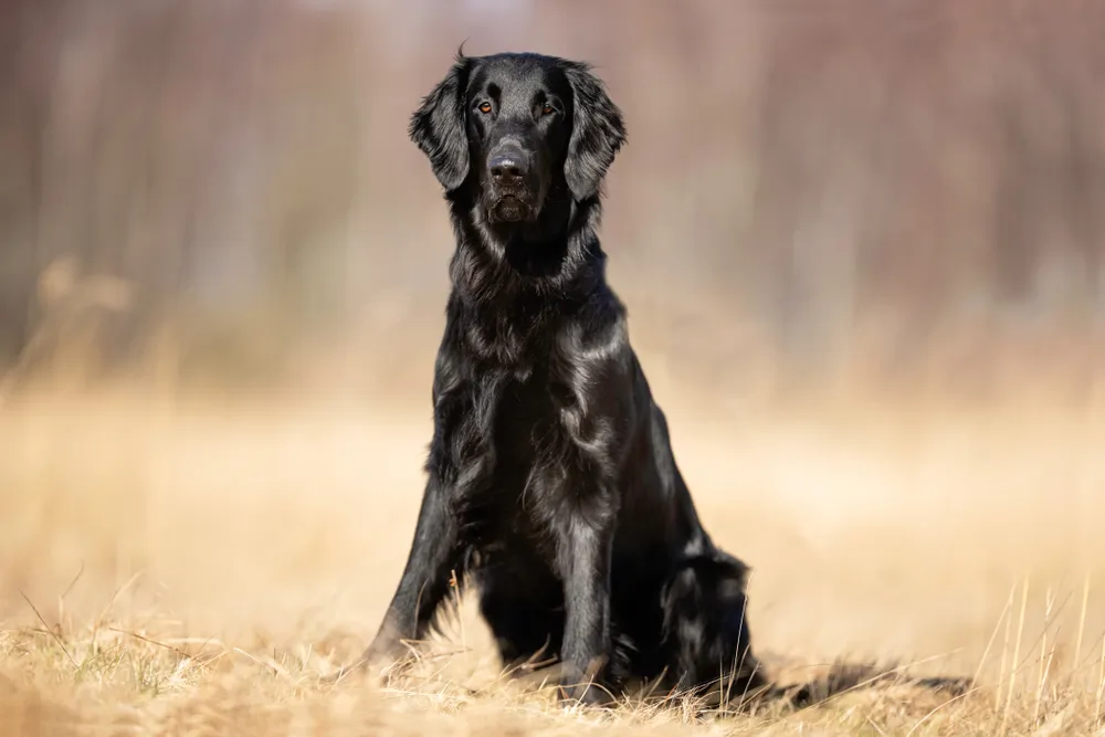 Flat coated retriever : tout savoir sur le Retriever à poil plat